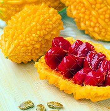 Yellow Bitter Gourd Momordica charantia seeds for trellis planting