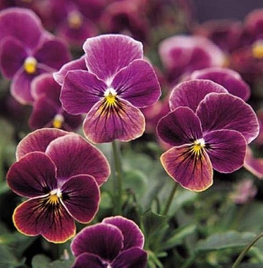 Viola (Sorbet Black Delight flower) for planting in garden