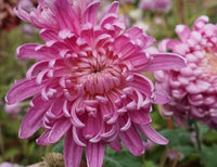 Giant Chrysanthemum Seeds