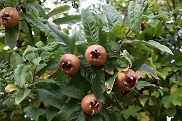 Medlar Mespilus germanica seeds for cold-climate garden