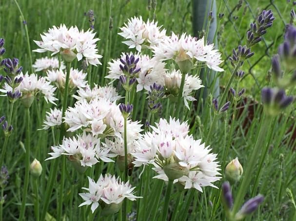 Graceful Beauty Allium Seeds