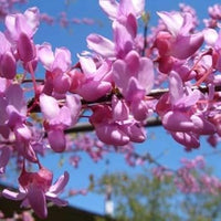 Heirloom Non-GMO Pink Cercis Flower Seeds for Ornamental Garden Planting for planting in home garden
