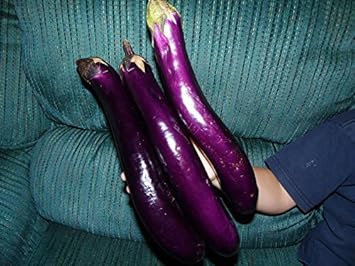 Purple Eggplant Seeds for Planting - 100 pcs