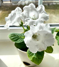 Sinningia Speciosa White Flower Seeds