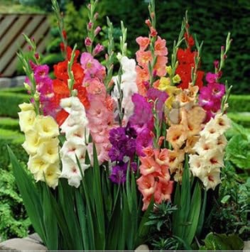 Pink Gladiolus Flower Planting Seeds 100 pcs