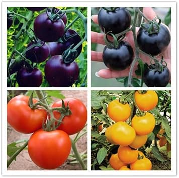 Mixed tomato Solanum lycopersicum seeds for planting in urban garden