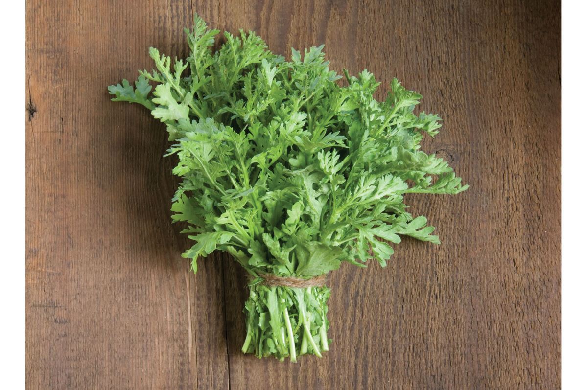 Shungiku Seeds (Edible Chrysanthemum)