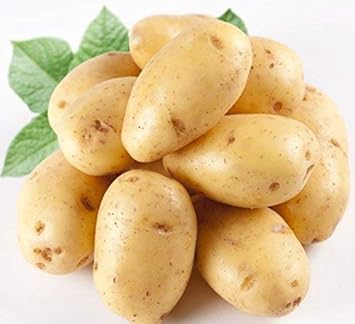 Yellow Potato Solanum tuberosum for planting in kitchen garden
