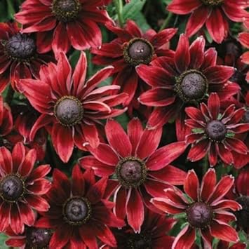 Organic Red Rudbeckia Flower Seeds for Planting – Heirloom, Non-GMO