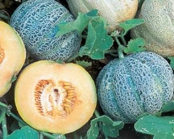 Minnesota Melon Fruit Seeds - 100pcs, Grow Your Own Cold-Hardy Melons 100 pcs