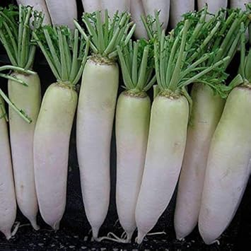 Radish Seeds for Planting Green White - 100 pcs