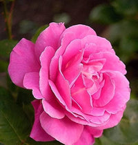 Pink Peace Hybrid Tea Rose