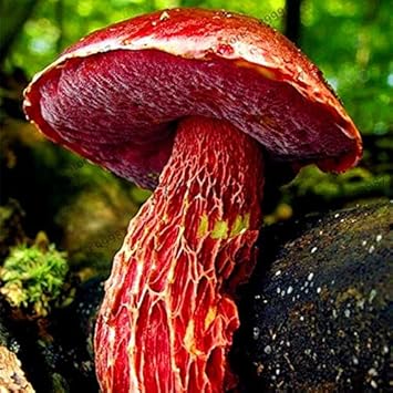 Mushroom Seeds for Planting Red - 100 pcs