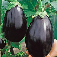 Black Eggplant Seeds for Planting - 100 pcs