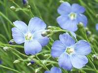 Blue Linum Flower Seeds for Planting - 100 pcs