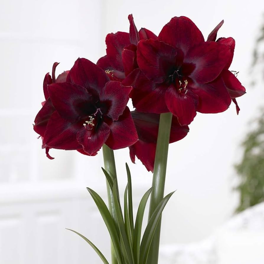 Heirloom Non-GMO Maroon Amaryllis Flower Seeds for Planting – Bold Blooming Bulb Seeds - Non-GMO for planting in home garden