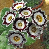 European Primula Acaulis Flower - for planting in home garden