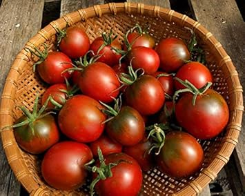 Maroon Red Tomato Seeds for Planting - heirloom & Non GMO Seeds