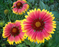 Heirloom Non-GMO Gaillardia Flower Seeds for Planting – Bright Drought-Tolerant Blooms - Non-GMO for planting in home garden