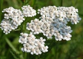 Heirloom White Yarrow Flower Seeds for Planting, Non-GMO
