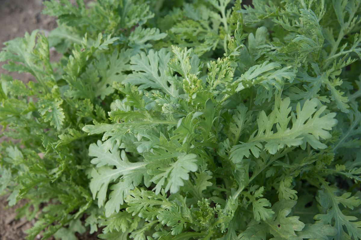Shungiku Seeds (Edible Chrysanthemum)