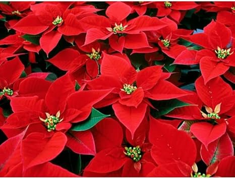 Heirloom Non-GMO Deep Red Poinsettia Flower Seeds for Planting – Rich Festive Blooming Seeds