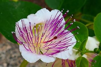Heirloom Alcaparras Flower Seeds, Non-GMO Caper Blooms for Culinary and Mediterranean Garden Planting