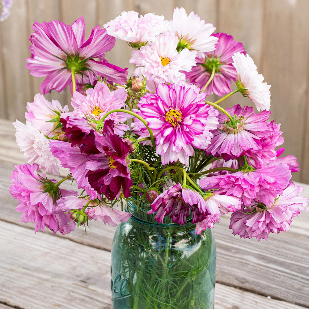 Double Click Mix – Cosmos Seed