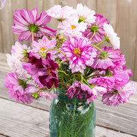 Double Click Mix – Cosmos Seed