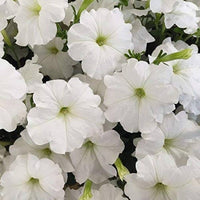 Petunia (flower Petunia hybrida Trilogy Purple pelleted) for planting in garden