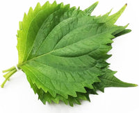 Mammoth Gray Sunflower Helianthus Annuus Flower Seeds for Planting in Backyard Gardening and Garden Rows