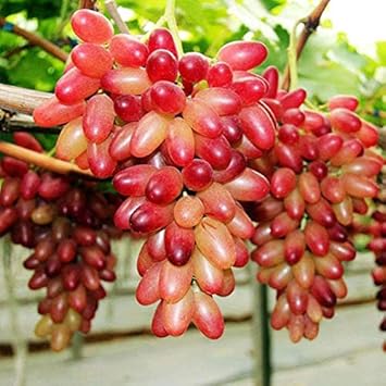 Red Grape Fruit Seeds - 50pcs, Perfect for Growing Your Own Vineyard