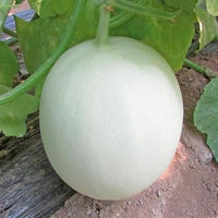 Organic Green Flesh Honeydew Melon Seeds for Healthy Garden Cultivation 100 pcs
