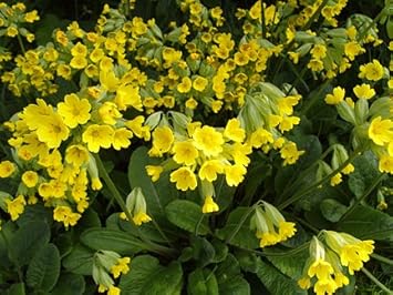Heirloom Non-GMO Veris Flower Seeds for Planting – Yellow Blooms for Spring Gardens