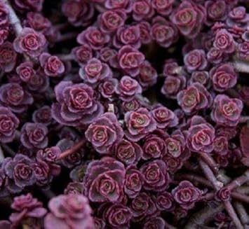 Heirloom Non-GMO Sedum Carpet Flower Seeds – Succulent Ground Cover Flower Seeds for Planting