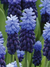 Latifolium Flower Seeds Heirloom Non GMO Planting - 100 for planting in home garden