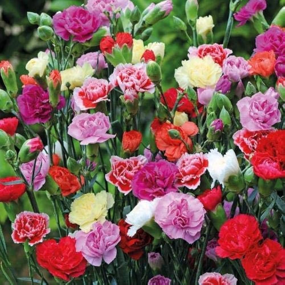 Carnation seeds for planting – colorful fragrant flowers, drought-tolerant blooms, garden perennial seeds