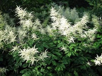 Organic Heirloom Non-GMO White Aruncus Dioicus Seeds for Planting – Shade Garden Blooms