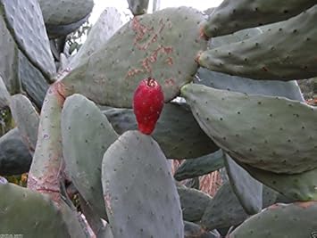Red Opuntia Ficus Indica Fruit Seeds - Unique Red Cactus Fruit for Your Garden, Heirloom Seeds