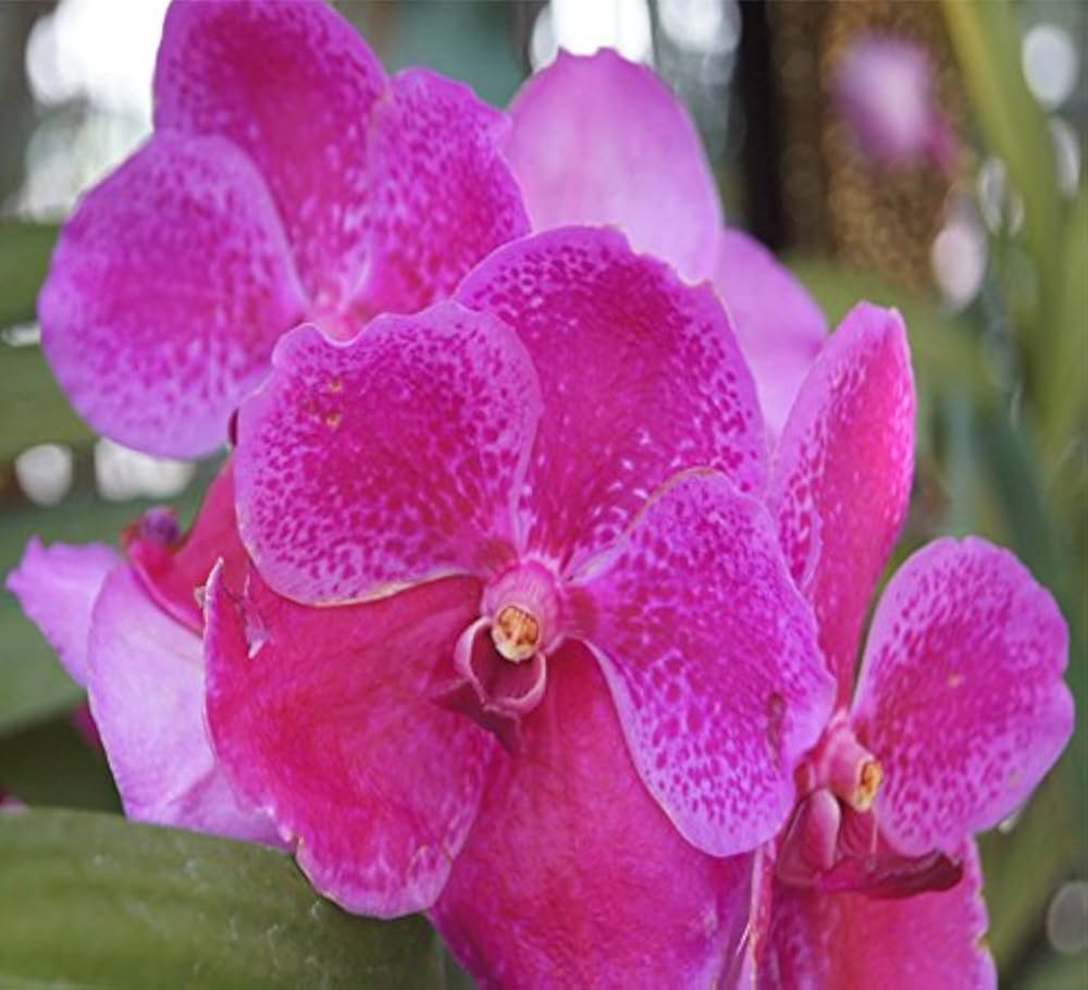 Iris Orchid Rare Heirloom Perennial Flower Seeds