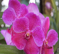 Iris Orchid Rare Heirloom Perennial Flower Seeds