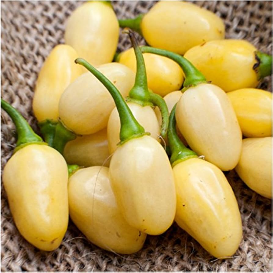 Lemon (habanero pepper Capsicum chinense) for planting in garden