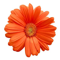 Gerbera Flower Seeds – Orange Hybrid Mix