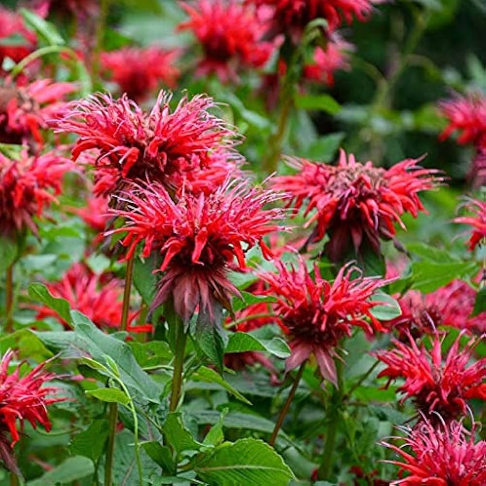 Panorama Red Bee Balm (Goldmelisse Oswego Tea) seeds blooming into vibrant red, tubular flowers attractive to bees and butterflies