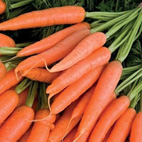 Spring and Autumn heyday Carrot seeds organic vegetable seeds