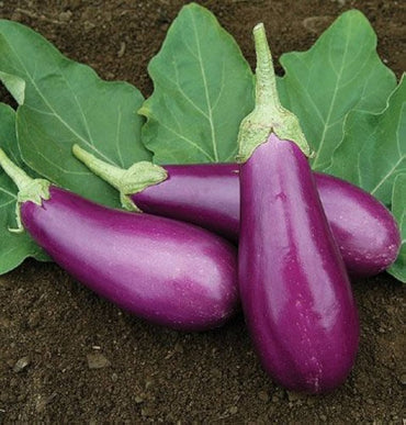 Dancer – Eggplant Seed