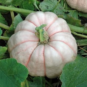 Pink Pumpkin Seeds for Planting - Fresh Vegetable heirloom & Non GMO Seeds