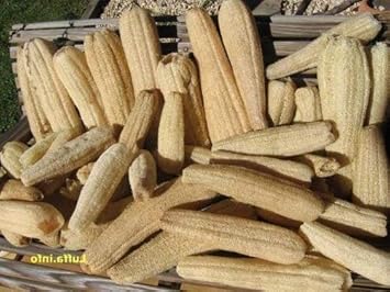 Cream Luffa Gourd Luffa aegyptiaca seeds for garden planting