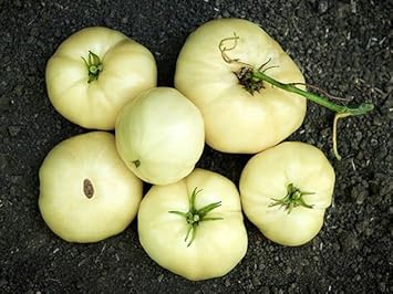 Tomato Vegetable Seeds Light Yellow for Planting