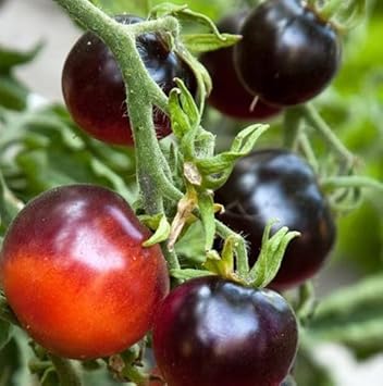Black red tomato Solanum lycopersicum seeds for planting in balcony garden
